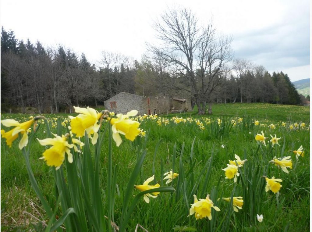 Loge proche de notre gîte la Fenière des hautes Chaumes situé dans le forez proche de Chalmazel