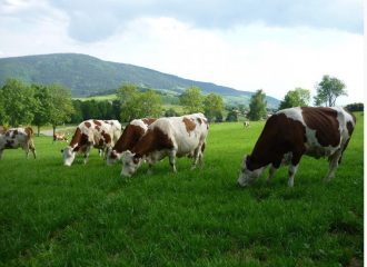 Vaches Montbéliardes appartenant à notre GAEC des épilobes